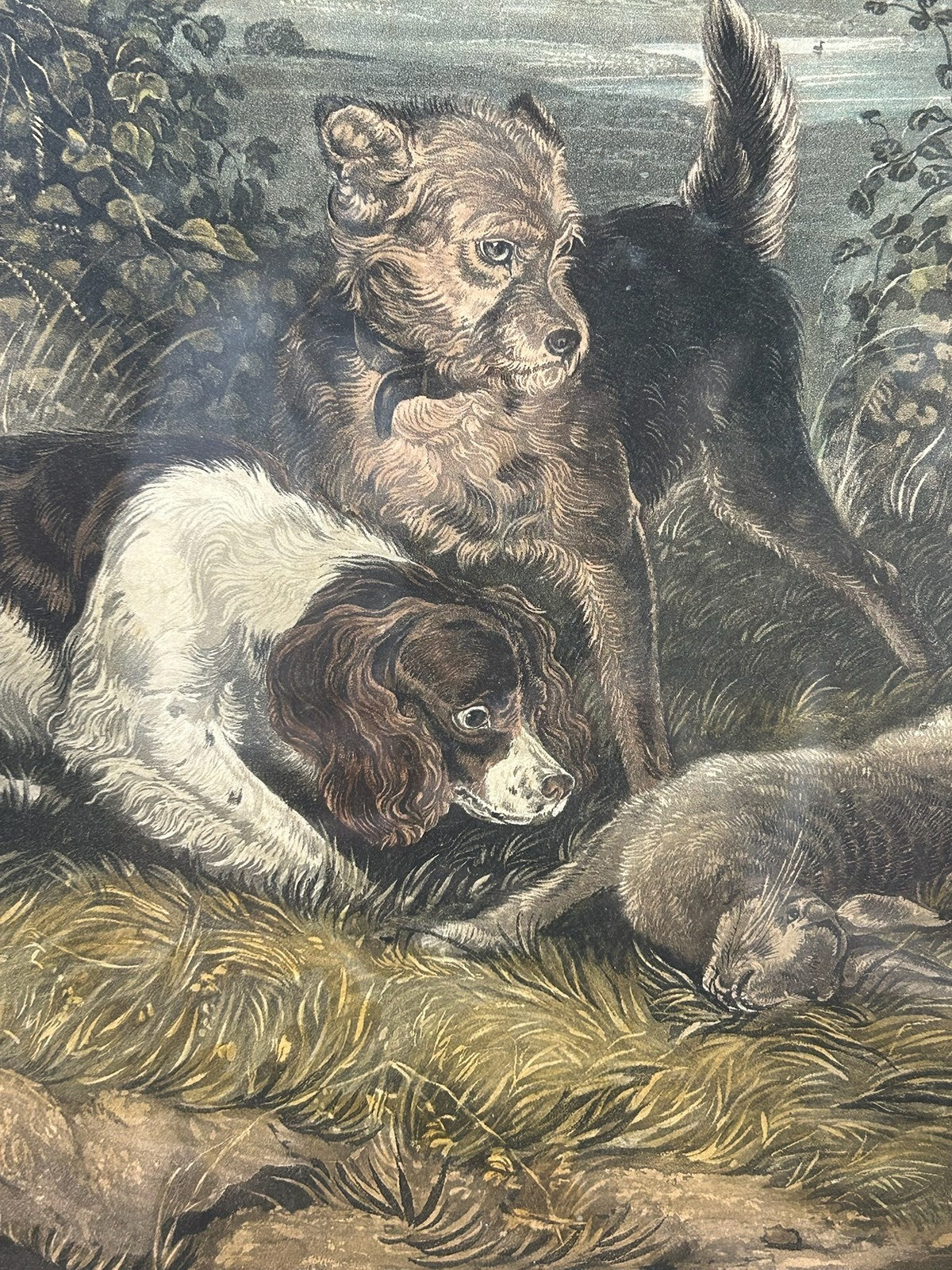 Antique Sporting Print Spaniel & Terrier With Rabbit Colour Print Maple Frame4