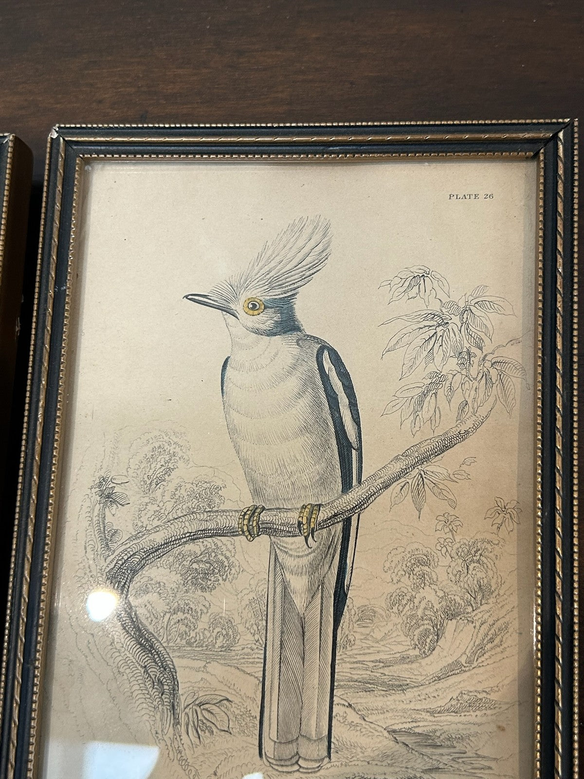 Antique Set 3 Sir William Jardine 1843 Bird Prints Peacock Naturalist Library Fr9